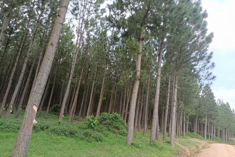 Forest Keepers