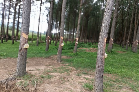 Forest Keepers