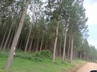 Forest Keepers